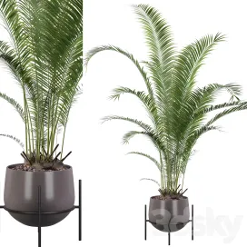 Plants collection areca palm